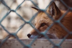 Granica gospodarstwa z lasem — jak chronić fermę przed ASF, kuną, jenotem i lisem